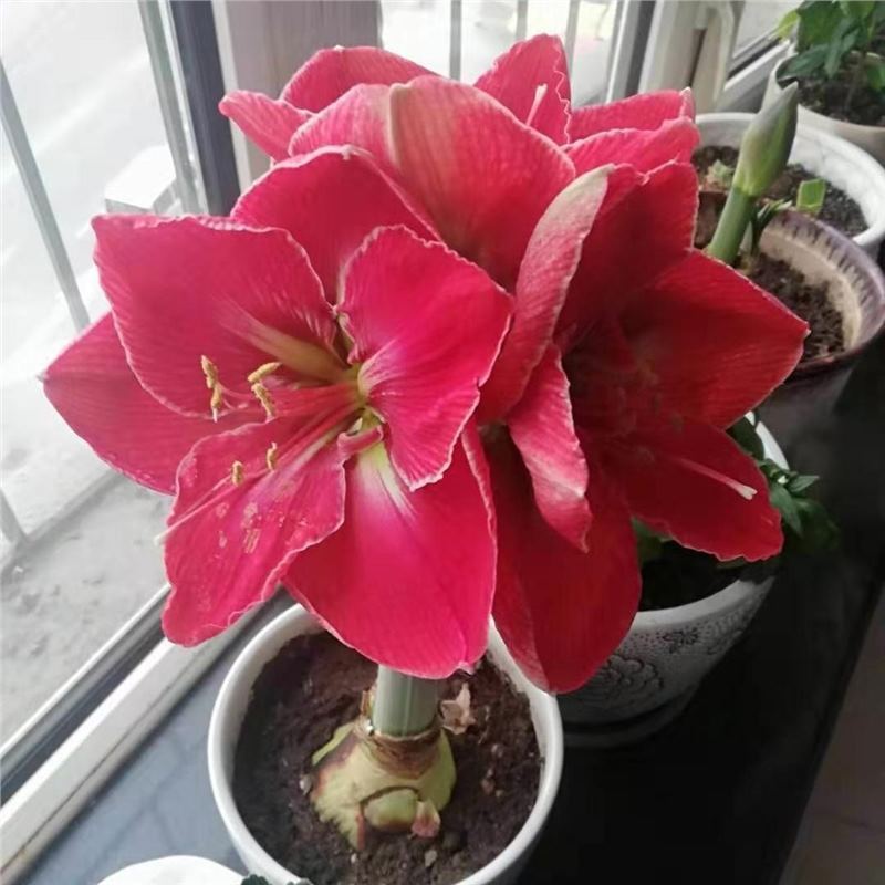 Farmland Gardening Holland Zhuding Red Planting Ball ในร่มกลางแจ้ง Four Seasons Good Health ระเบียงก