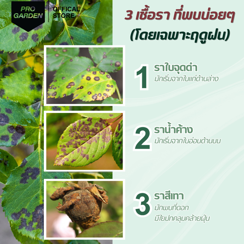 ProGarden บำรุง กุหลาบ ปุ๋ย ยอดอวบ ดอกดก ดอกใหญ่ ต้นแข็งแรง ขนาด 15ml. - รูปที่ 5