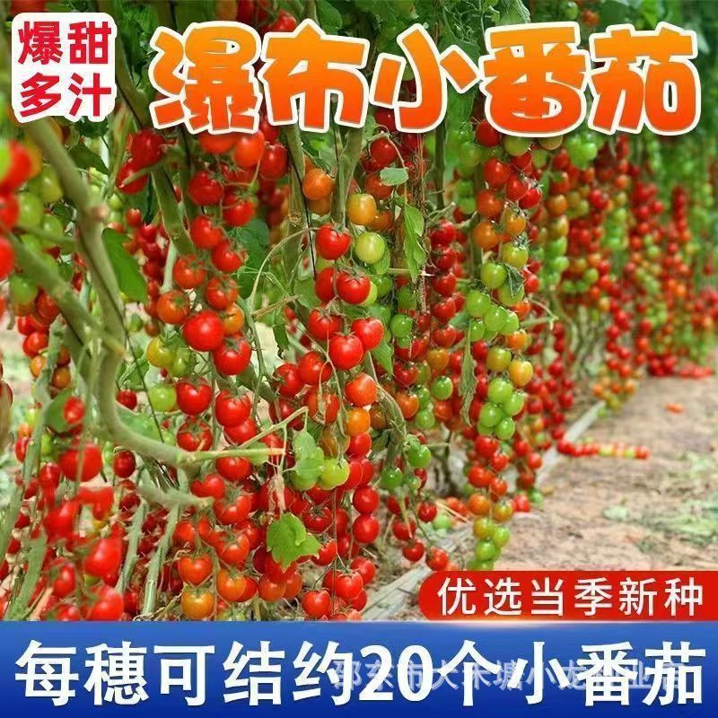 现货瀑布小番茄种子香甜圣女果樱桃西红柿种籽四季盆栽水果种孑番茄籽Waterfall Little Tomato Seeds Sweet Cherry Tomato Cherry West2026040