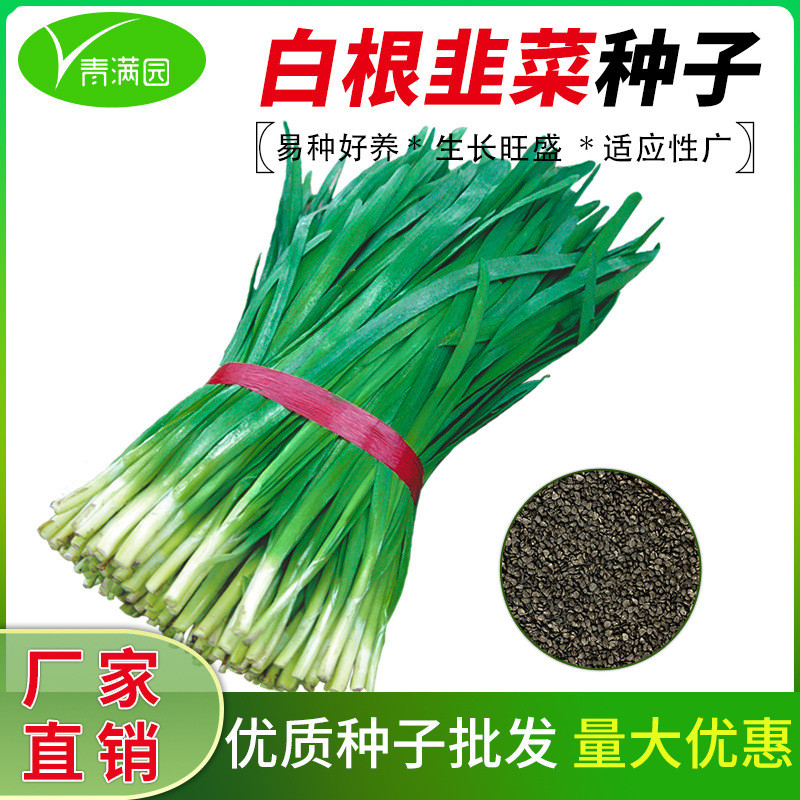 现货热卖791宽叶雪韭王割茬白根韭菜种子春季播种农家田园阳台蔬菜种子791 Wide-Leaf Snow Leek King Cut-Back White-Rooted Leek Seed202604