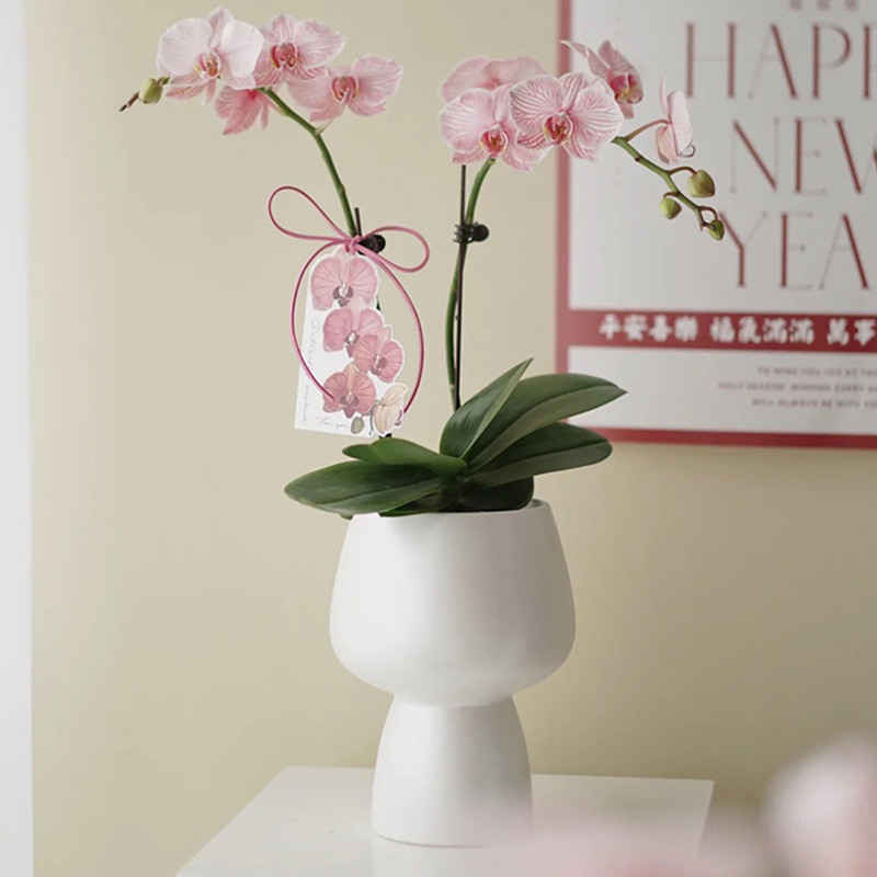 Phalaenopsis Orchid Pot เซรามิคหรูหราความรู้สึกระดับไฮเอนด์พืชเดี่ยวเฉพาะ Goblet Orchid ในครัวเรือน