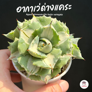 อากาเว่ด่างแคระ Agave isthmensis Ohi Raijin variegata กระบอง…