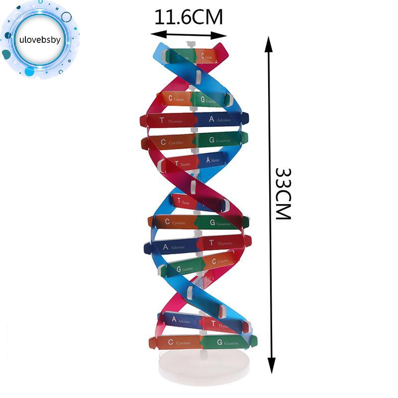 Ulovebsby Human Genes DNA รุ่น Double Helix ของเล่นวิทยาศาสตร์การสอนการเรียนรู้การศึกษาของเล่น VN