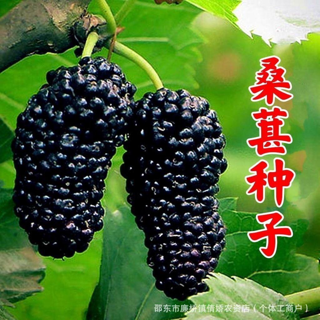 现货热卖桑葚种子果桑桑葚种子桑枣树种子桑枣树种子家桑Mulberry seeds, fruit mulberry seeds, mulberry-jujube tree seeds20260404