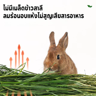 1kg WheatGrassHay วีทกลาส หญ้าแมว ต้นข้าวสาลีอบลมร้อน หญ้ากระต่าย หนูแกสบี้ ชินชิลล่า