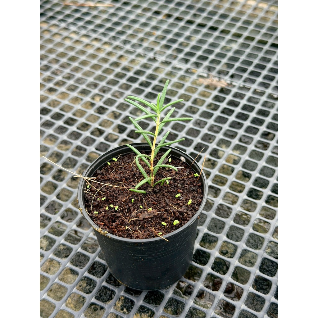 มุมมอง 5