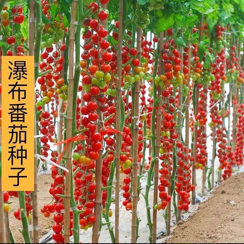 现货樱桃番茄小西红柿种子小院阳台种植蔬菜水果籽Cherry tomato small tomato seeds small courtyard balcony species20260403