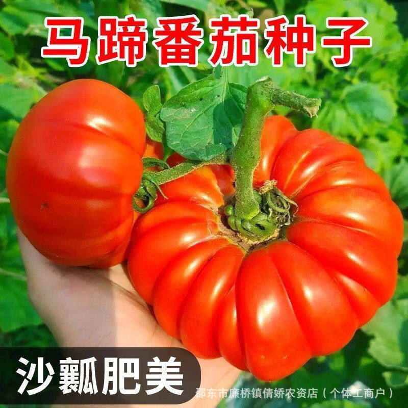 现货热卖手风琴番茄种子沙瓤马蹄番茄种籽种籽丑柿子大西红柿高产蔬菜盆栽Accordion tomato seeds, juicy and crisp-fleshed horseshoe tomato s