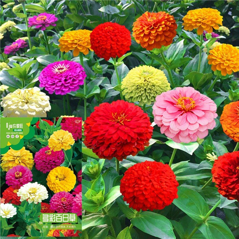 เมล็ดดอกบานชื่นผสมสี Zinnia Chrysanthemum Seeds Four Seasons Sowing Flower Seeds Cour
