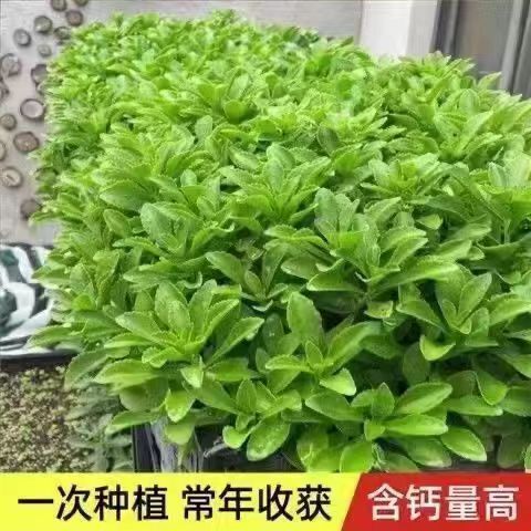 现货热卖养心菜种子救心菜高钙菜种子野菜种籽原装四季播蔬菜种子大全Heart-nourishing vegetable seeds, heart-saving vegetable seeds, high