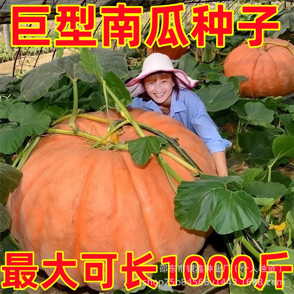 *现货*巨型南瓜种子大南瓜子磨盘南瓜种子原装四季蔬菜种子大全瓜果种子Giant pumpkin seeds, large pumpkin seeds, millstone pumpkin seeds2