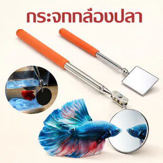 กระจกล่อปลา ไม้ล่อปลากัด กระจกล่อปลา ไม้ล่อปลากัด กระจกฝึกปลา กระจกฝึกปลา ยืดพับได้