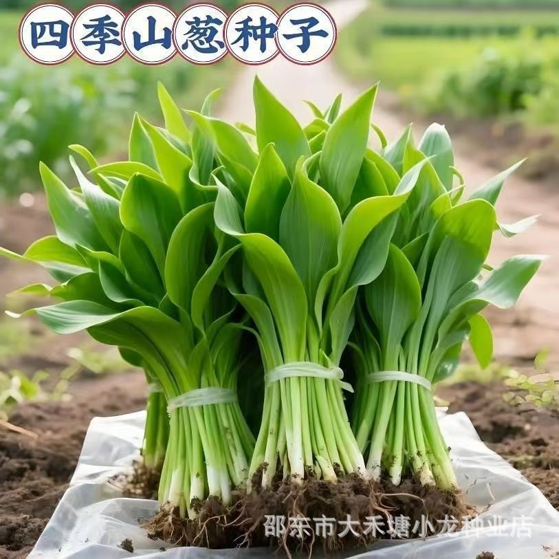 *现货*山葱种子天蒜山葱寒葱熊葱种子野玉簪叶鹿耳韭可食用绿植耐寒菜Mountain onion seeds, wild garlic, mountain onion, winter onion, be