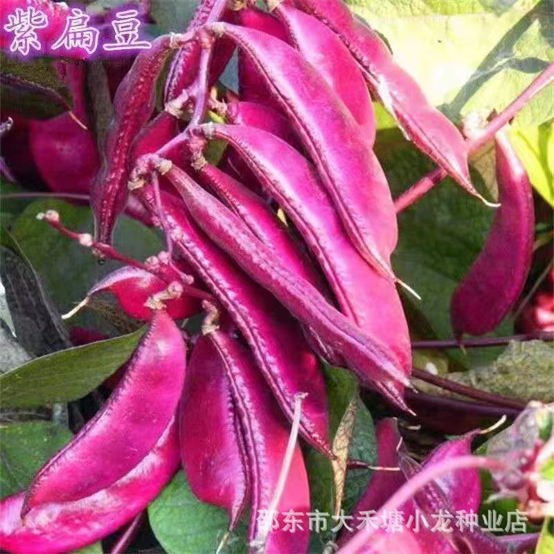 *现货*紫扁豆紫眉豆红眉豆种子红峨眉豆高产品种蔬菜阳台盆栽大田易发芽Purple kidney beans, purple hyacinth beans, red hyacinth beans see