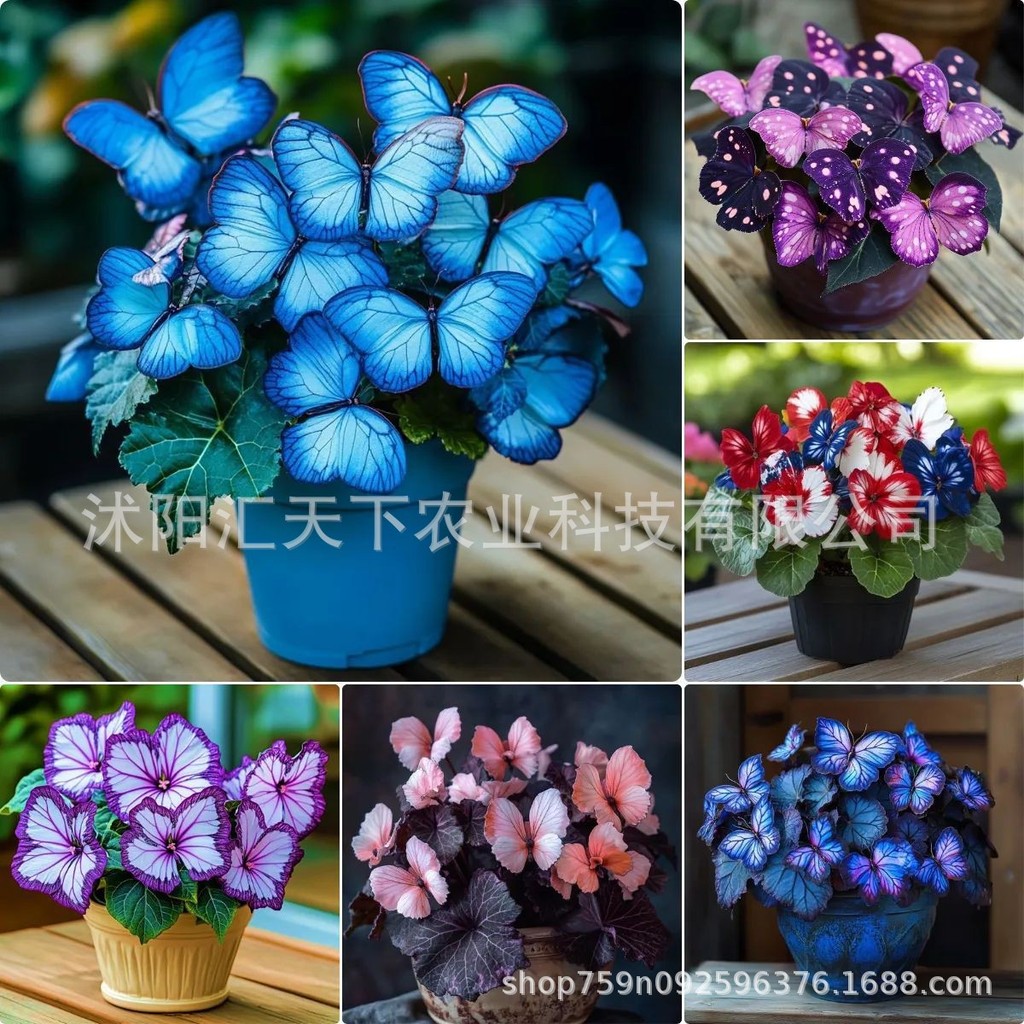 [E-commerce] Moonlight Butterfly Flower Seed Butterfly Seed Cordieeria Flower Seed Courtyard Garden 