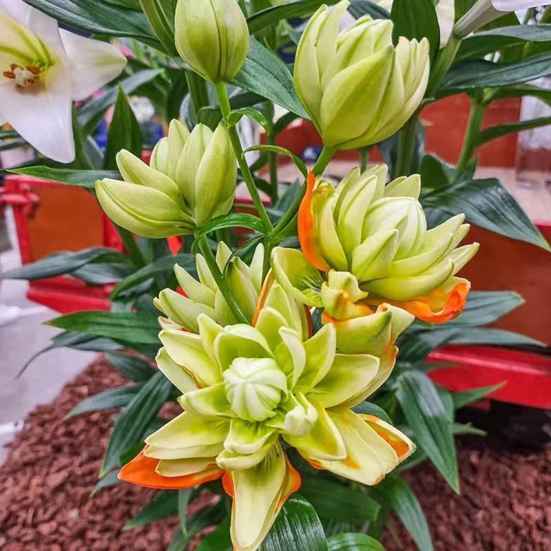 Double-Petal Lily Variety Ball [Variety Hulk] Asian Lily Variety Four Seasons ปลูกความเย็นทนความร้อน