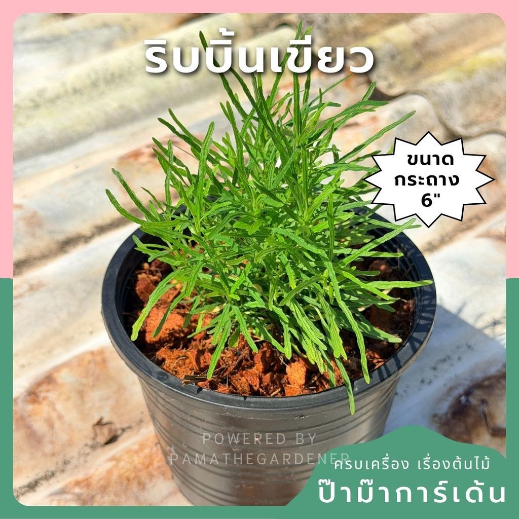 ริบบิ้นเขียว ส่งพร้อมกระถาง 6 นิ้ว