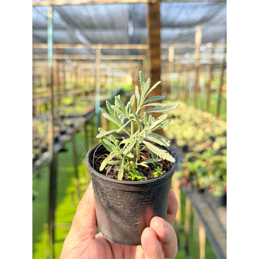 มุมมอง 5