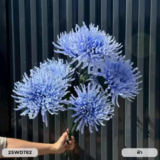 สไปเดอร์ก้านยาว 7 ก้าน 7 ดอก ช่อยาว 70 cm. หน้าดอก 18 cm.