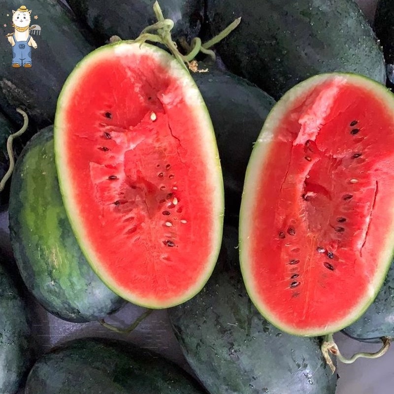 ปลูกง่าย เมล็ดพันธุ์ แตงโมดำ บรรจุ 10เมล็ด Giant Black Beauty Watermelon Seeds Fruit Seeds for Planting-PPOP SEEDS ราคา ถูกที่สุด ดีลบีเคเค แกลเลอรีภาพที่ 5