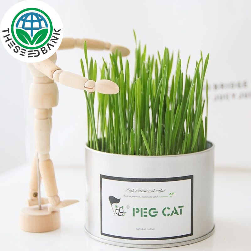 50SEEDS Cat Grass Planting Cat Grass Wheat Cat Grass Dog Grass Rabbit Grass Rat and Other Animal - S