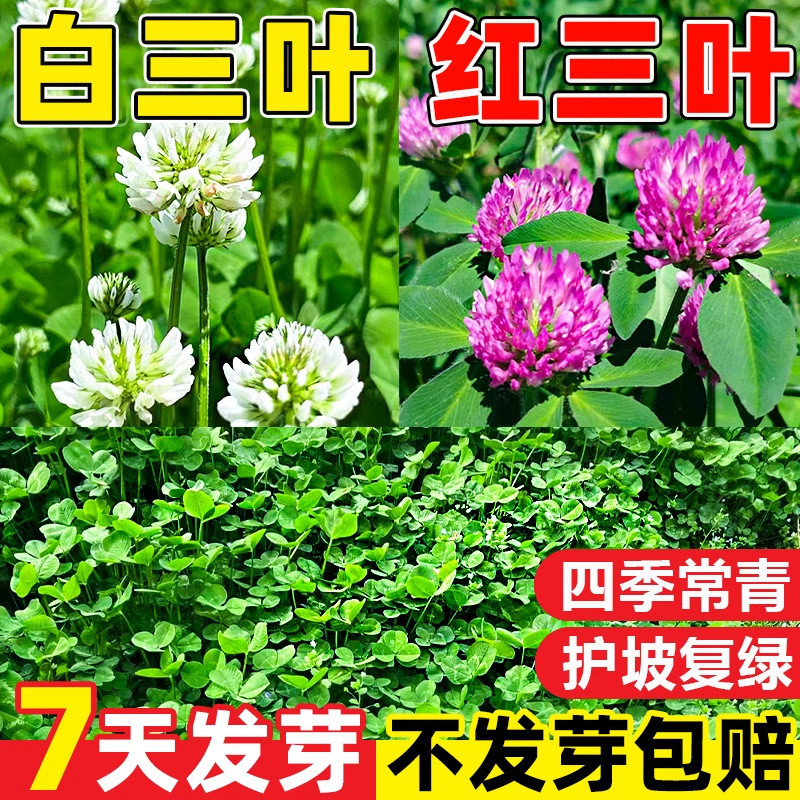 *现货*三叶草种子红三叶白三叶种籽幸运草四季常青发芽快绿化草籽Clover seeds: red clover, white clover seeds, luck20260406