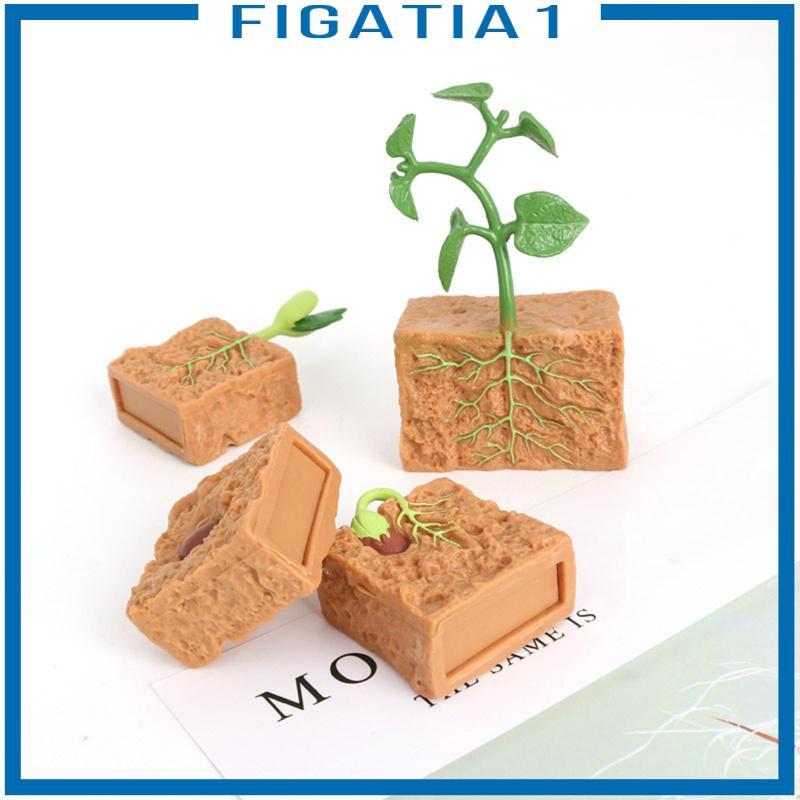 [figatia1] Life Cycle of The Green Plant เพาะคอลเลกชัน Life Cycle Bean