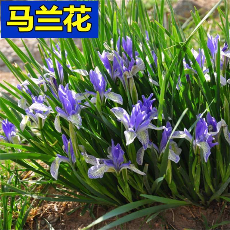 Horse Rush Seeds Horse Lotus Seeds Years Old Horse Orchid Seeds Dry Resistance Cold to Live Flower S