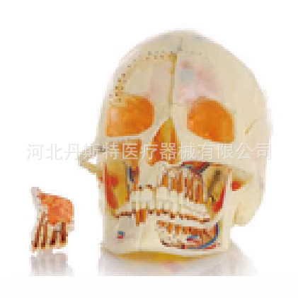 Spot Goods#Cranium model0402hw