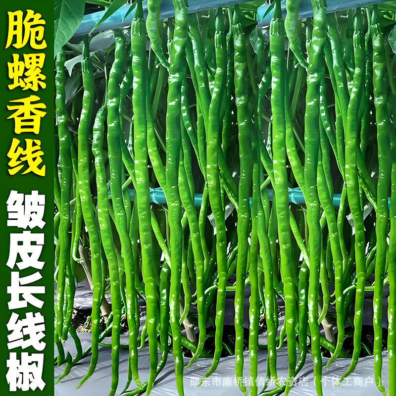 现货热卖螺丝线椒种子线椒种籽螺丝椒种籽褶皱细长辣椒四季蔬菜加长螺线椒Screw pepper seeds, line pepper seeds, screw pepper seeds20260404