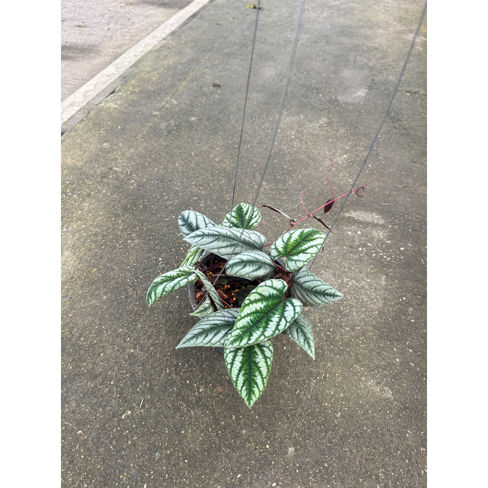 พลูนางฟ้า ต้นพลูนางฟ้า หรือพลูนางฟ้าจำแลง (Rex Begonia Vine / Cissus discolor Blume)