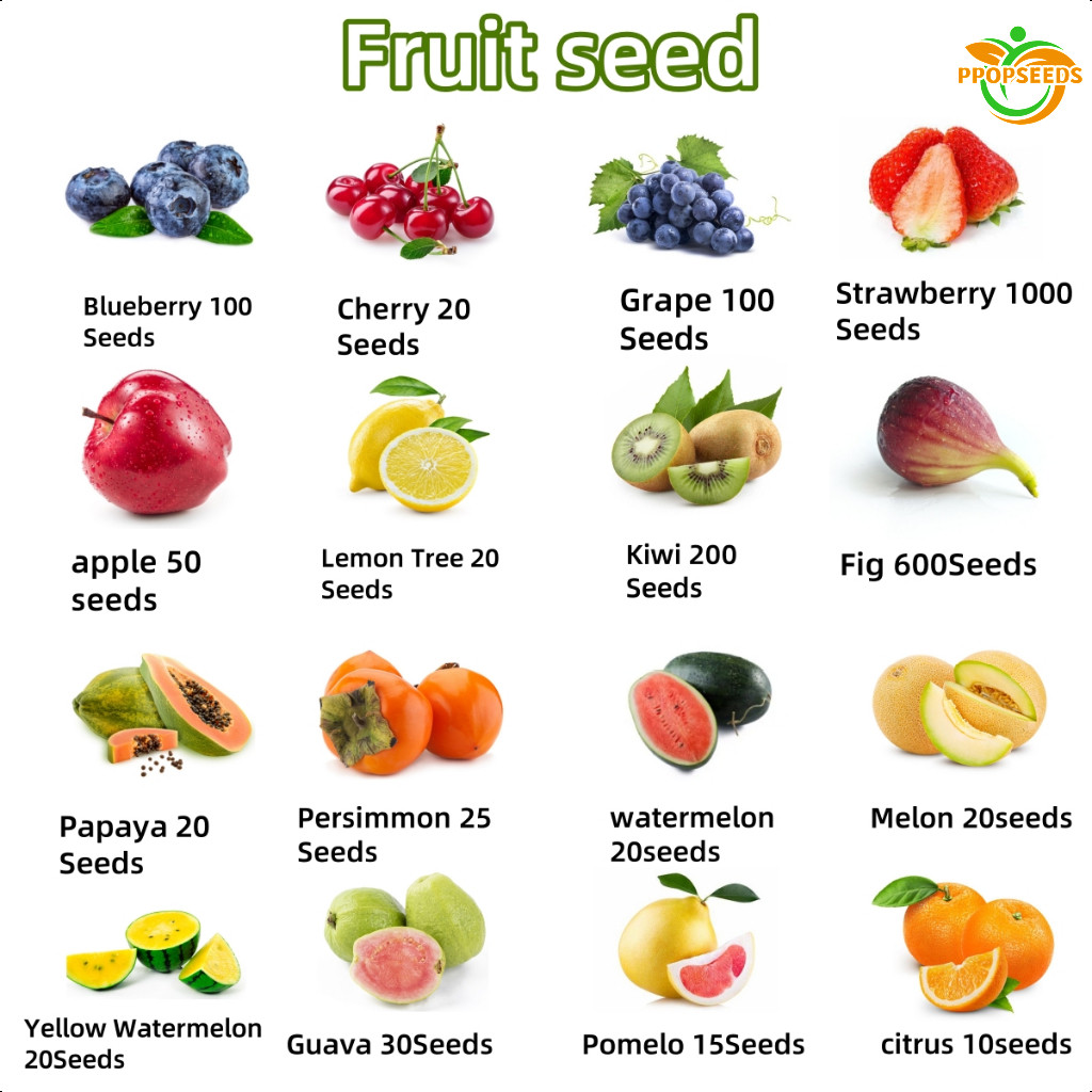 เมล็ดผลไม้ Fruit seeds for planting เมล็ดสตรอเบอร์รี่ เมล็ดแคนตาลูป เมล็ดแตงโม เมล็ดกีวี เมล็ดส้มโอ เมล็ดส้ม -PPOP SEEDS – โปรปัง