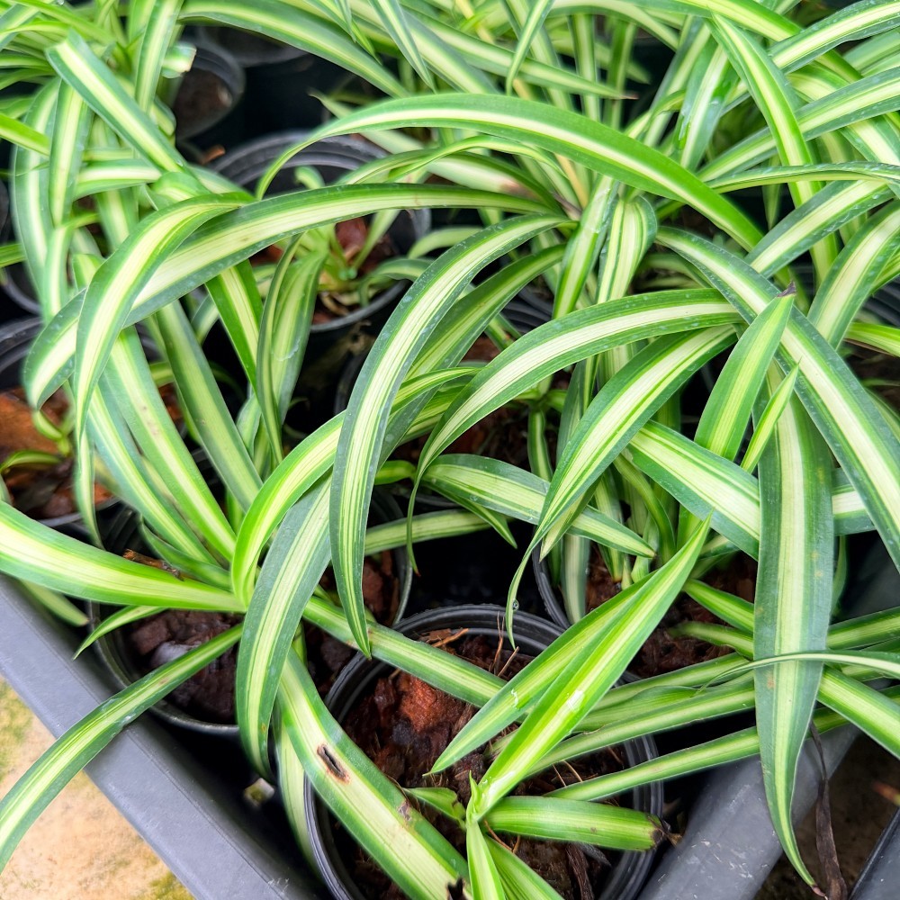 มุมมอง 5