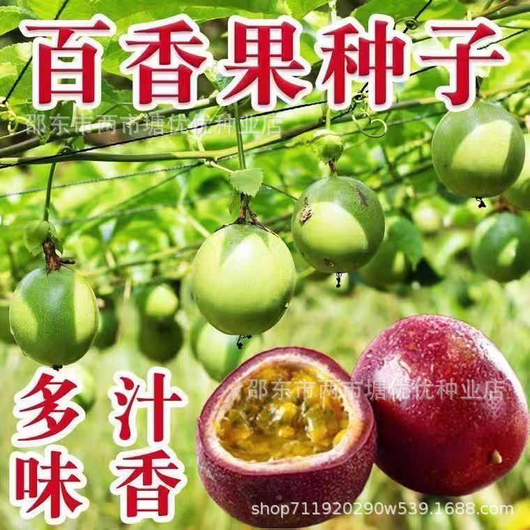 现货热卖水果之王百香果种子海南百香果耐高温正宗专用大果种籽室内鲜果King of fruit passion fruit seeds Hainan passion fruit tolerance202
