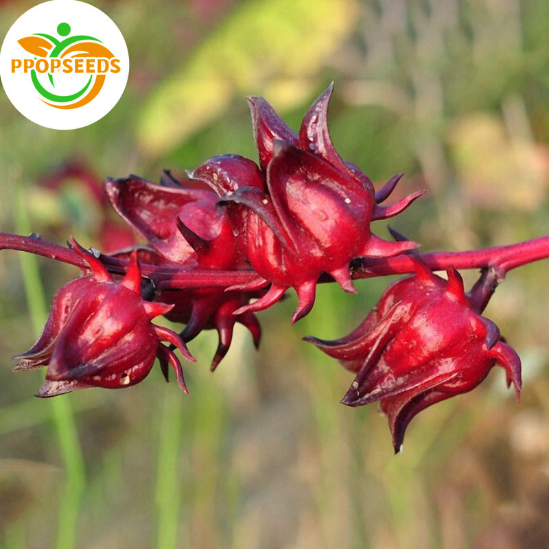 Roselle Hibiscus Seeds ROSELLE PLANT SEEDS (20 seeds) - ROSEL / Hibiscus sabdariffa-PPOP SEEDS