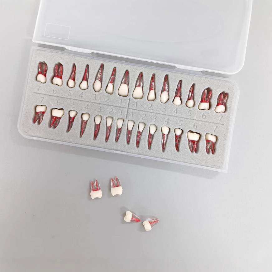 Spot Goods#Foreign Trade Products32A tooth Root canal model, dental pulp model Dental training model