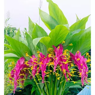 ดอกเข้าพรรษา 1เหง้า 4สี หัวและต้น (ถอนส่ง)หัวจิ๋วตามสายพันธ์ ติดดอกทั้งปี ดอกช่อใหญ่พันธ์พม่า สายพันธ์หลวง