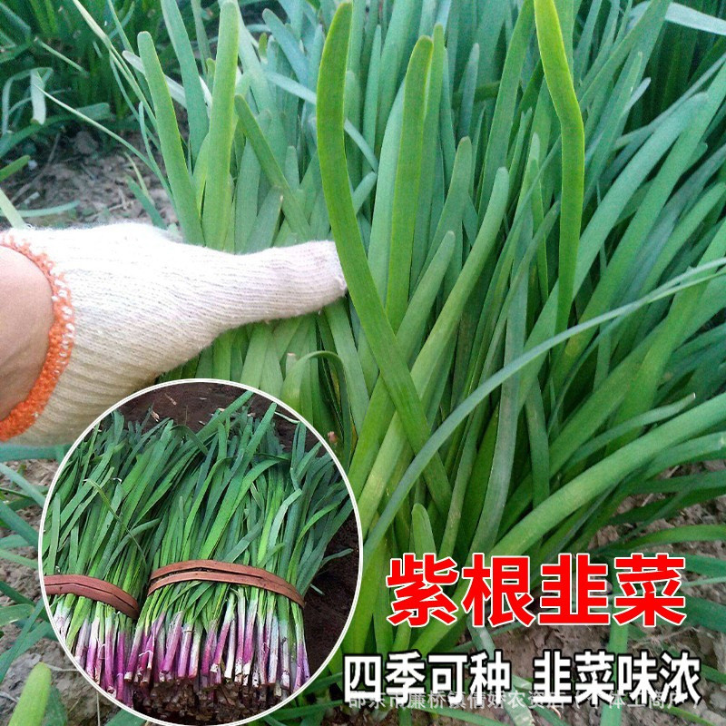 现货热卖紫根韭菜种子韭菜种子本地紫根红根韭菜耐热寒四季播种种Purple-root leek seeds, local red-leaved variety20260403