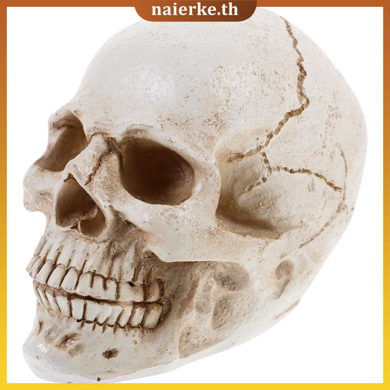 Anatomy Skull รุ่นที่สมจริง Human Anatomy Skull Anatomicalการสอน naierke