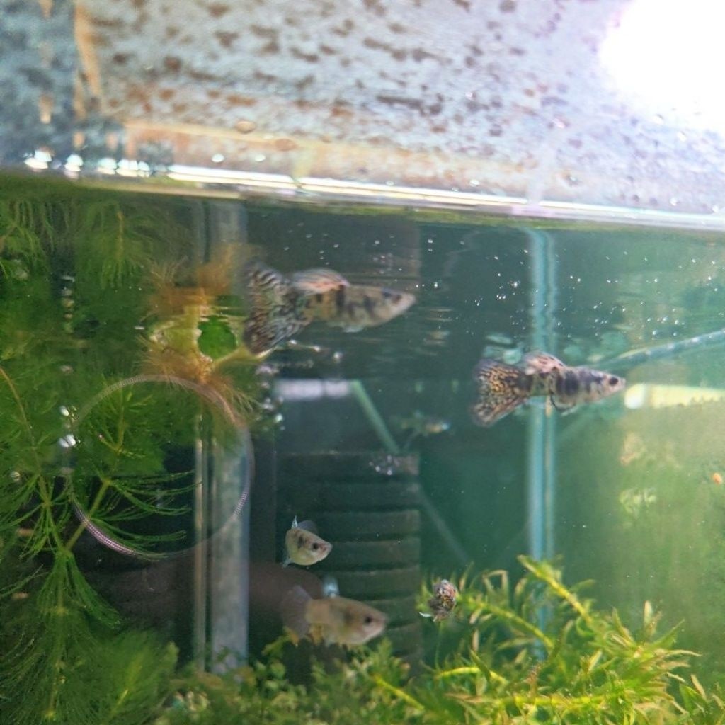 สติ๊กเกอร์คู่เดียว Guppy Tiger สีเหลือง