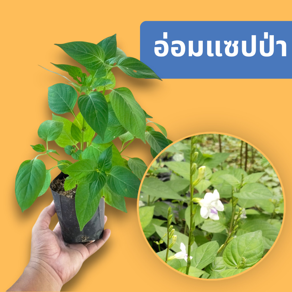 ต้นอ่อมแซบป่า หรืออ่อมแซบตัวผู้ สำหรับไปปลูกขยายต่อ อ่อมแซ่บป่า