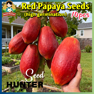 High Yield Red Papaya Seeds Red Lady Potted Dwarf Papaya Seeds for Planting Fruit Trees (10 Seed) 