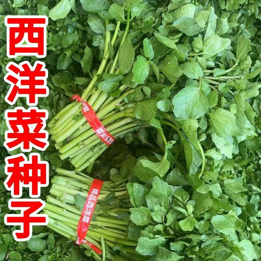 现货热卖广东西洋菜种籽水芥菜籽豆瓣菜种子四季耐寒耐冻高产蔬菜种子大全Guangdong watercress seeds water mustard seeds watercress seeds202