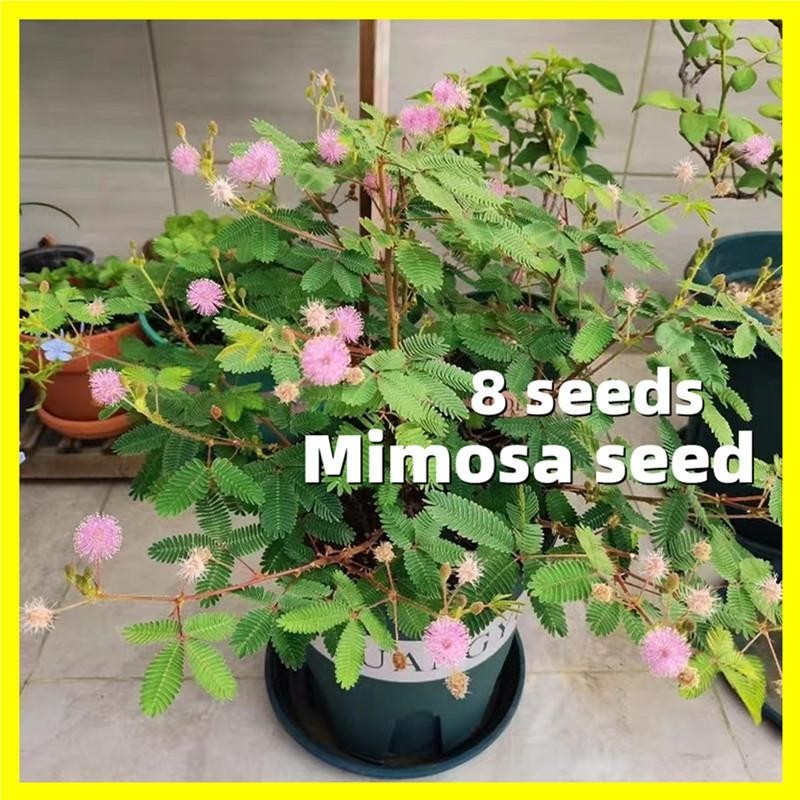 8 Seeds Mimosa Seed Mimosa Plant Seed Mimosa Pudica Flower Seeds เมล็ดดอกไม้ เมล็ดบอนสี บอนสีหายาก ข