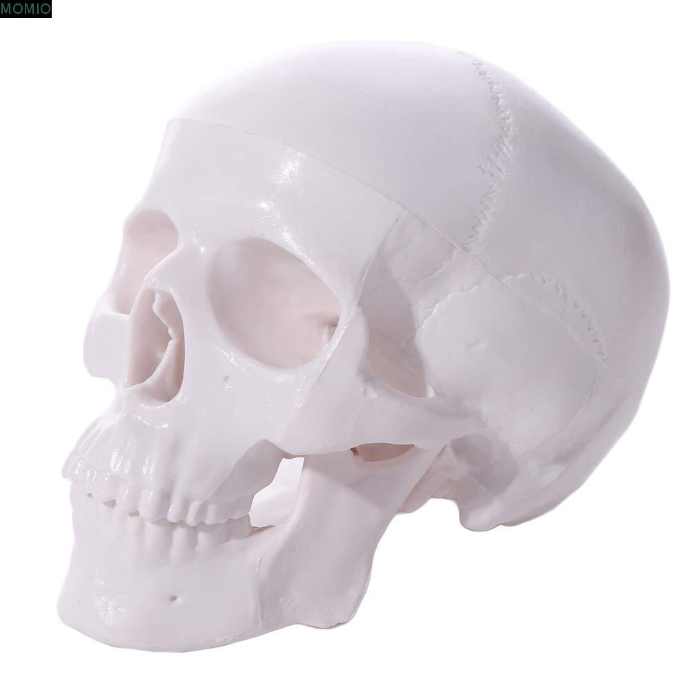 MXMIO Skull Model, โมเดลหัวมนุษย์ศึกษาแบบถอดได้, 92x99x71mm Mini Skull Cap Resinกายวิภาคหัว Skull Sc