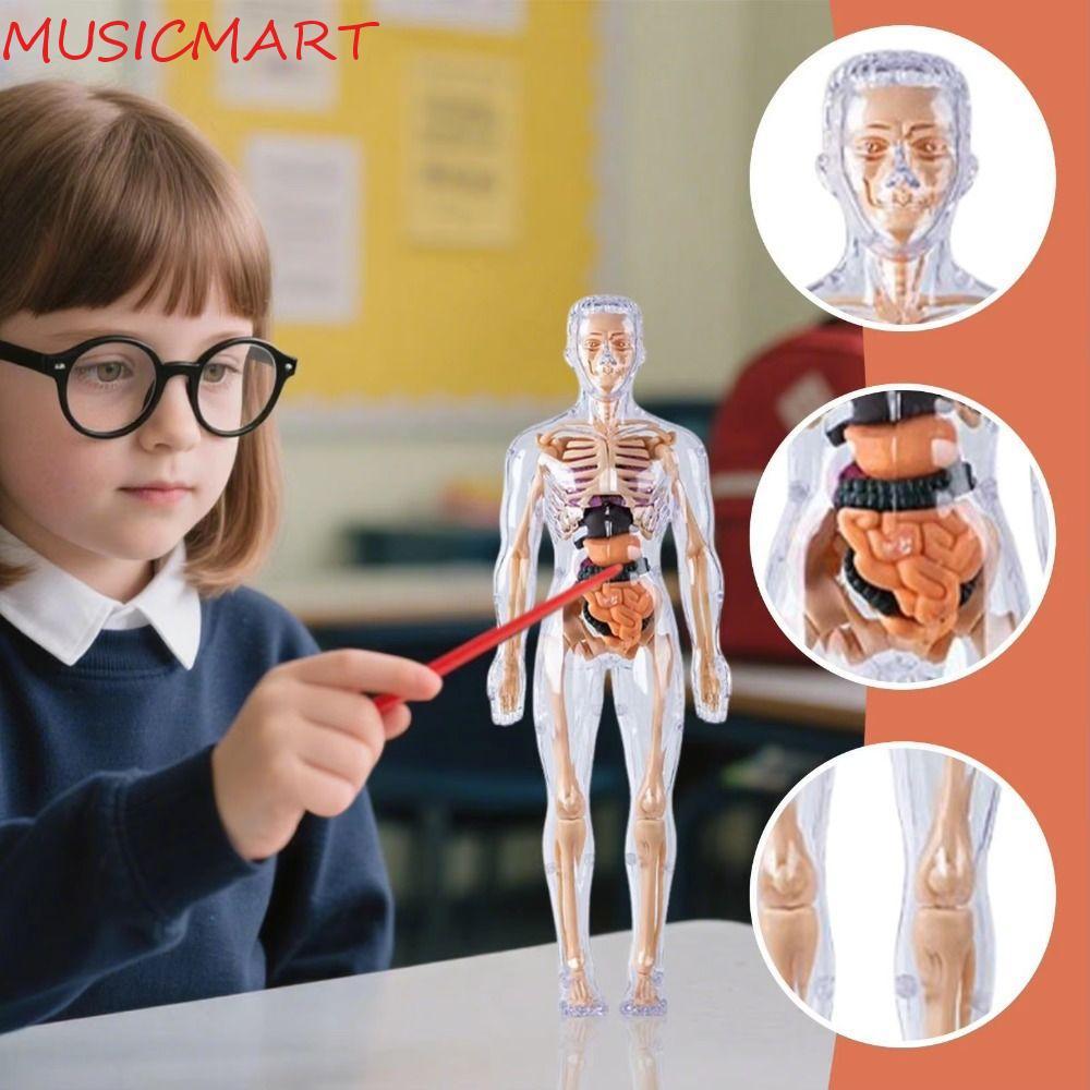 MUSICMART 3d ลําตัวมนุษย์รุ่น,พลาสติกโปร่งใสวิทยาศาสตร์ความรู้ความเข้าใจปริศนาของเล่น, DIY หุ่นการศึ