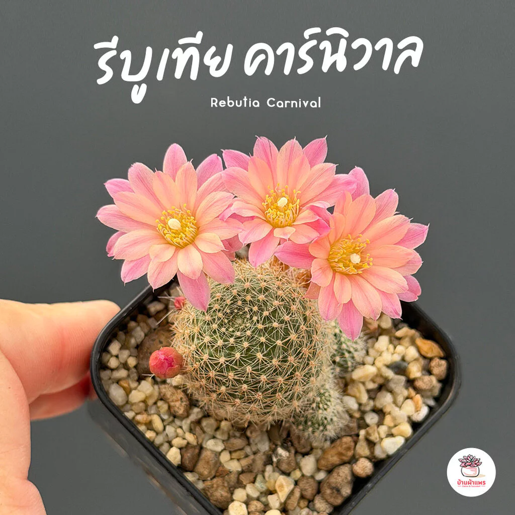 รีบูเทีย คาร์นิวาล Rebutia Carnival แคคตัส กระบองเพชร cactus&succulent