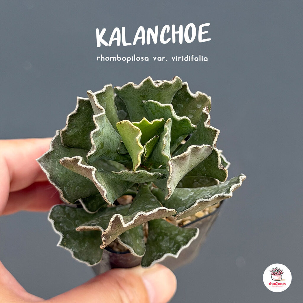 พายสวรรค์ Kalanchoe rhombopilosa ไม้อวบน้ำ กุหลาบหิน Cactus&Succulent