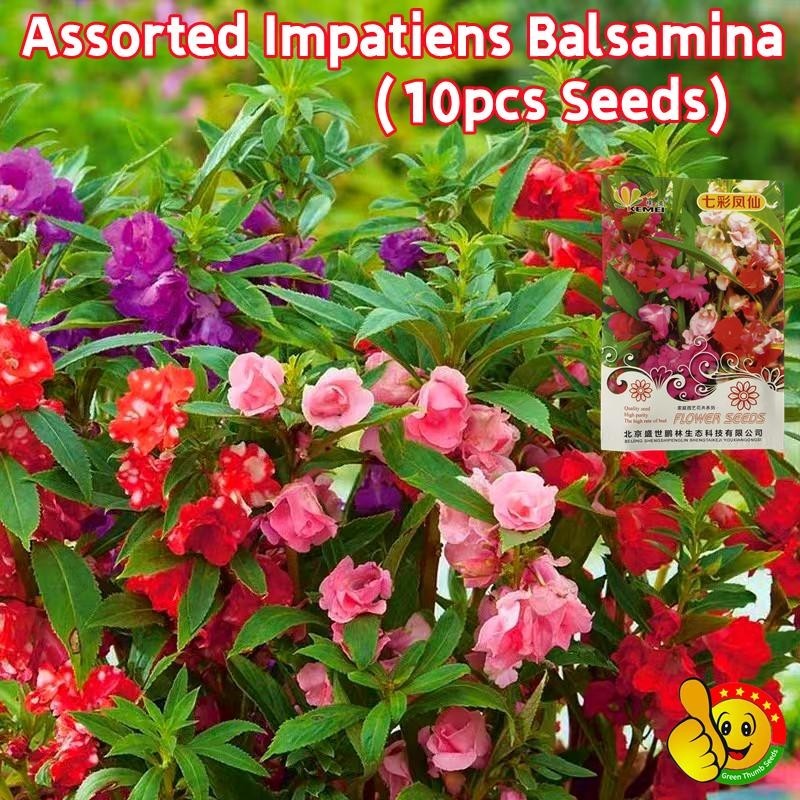 10 เมล็ด เมล็ดพันธุ์ คามิเลีย คละสี Assorted Impatiens Balsamina Flower Seeds ต้นไม้มงคลสวยๆ ดอกไม้ปลูกสวยๆ เมล็ดดอกไม้