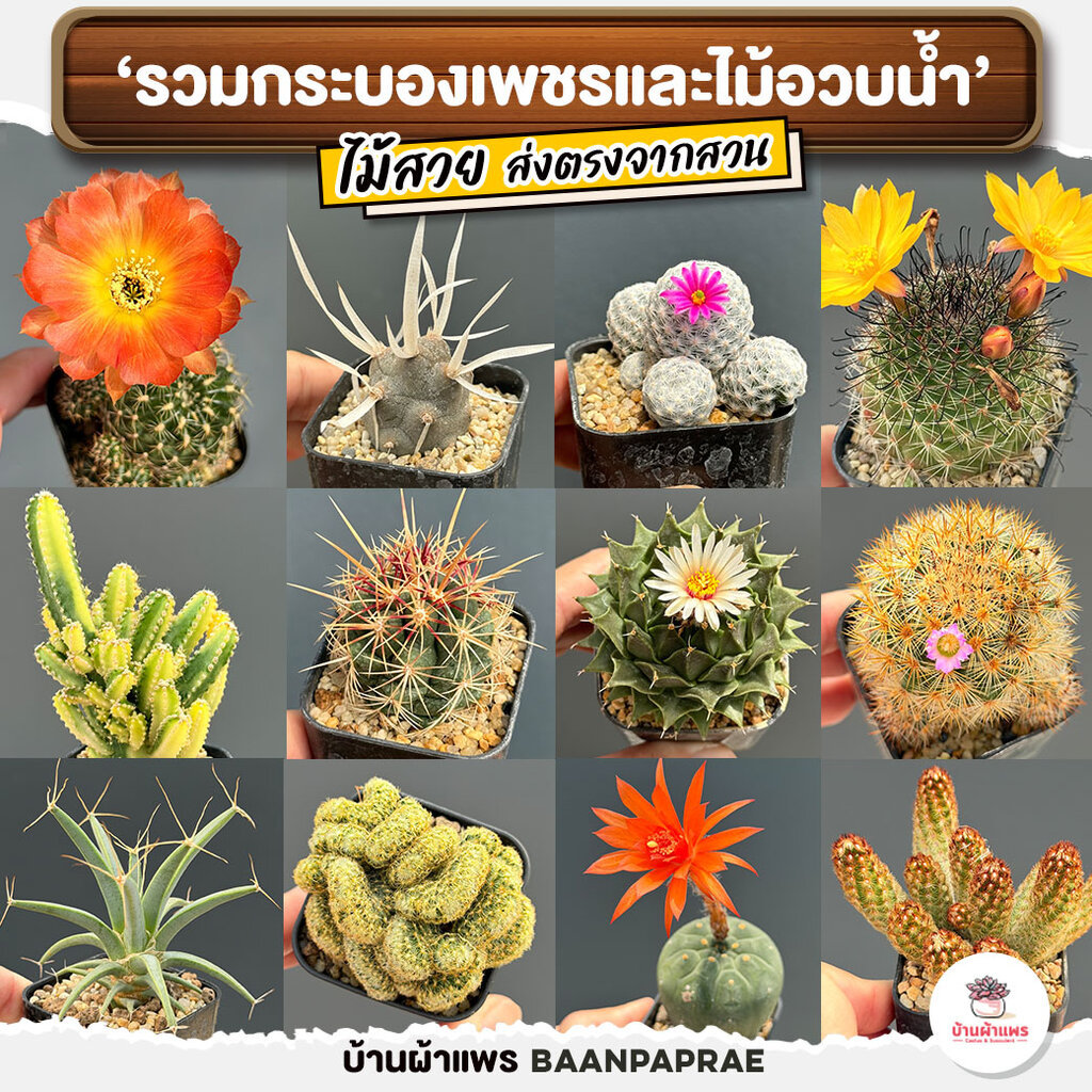 รวมกระบองเพชรและไม้อวบน้ำ #2 หลากหลายสายพันธุ์ ส่งทั้งกระถาง cactus&succulent